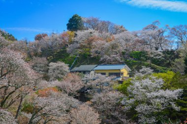 Japonya 'nın Nara, Yoshino Dağı' nda çiçek açan kiraz çiçekleriyle çevrili büyüleyici yamaç köyü..