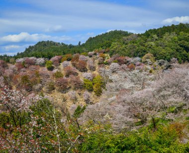 Yoshino Dağı, Nara, Japonya 'da kiraz çiçeklerinden oluşan dağlık bir manzara..