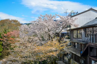 Japonya 'nın Nara, Yoshino Dağı' nda çiçek açan kiraz çiçekleriyle çevrili büyüleyici yamaç köyü..