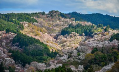 Yoshino Dağı, Nara, Japonya 'da kiraz çiçeklerinden oluşan dağlık bir manzara..