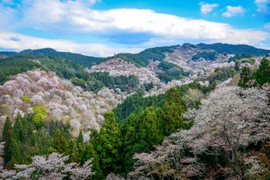 Yoshino Dağı, Nara, Japonya 'da kiraz çiçeklerinden oluşan dağlık bir manzara..