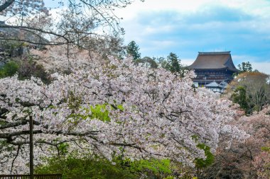 Yoshino Dağı, Nara, Japonya 'da tarihi bir tapınakla birlikte bir dağ yamacında çiçek açan kiraz çiçekleri..
