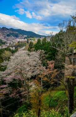 Yoshino Dağı, Nara, Japonya 'da kiraz çiçeklerinden oluşan dağlık bir manzara..