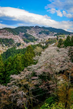 Yoshino Dağı, Nara, Japonya 'da kiraz çiçeklerinden oluşan dağlık bir manzara..