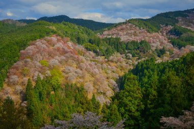 Nisan ayında Yoshino Dağı (Yoshinoyama), Nara, Japonya 'da kiraz çiçekleri açar, ünlü bir sakura izleme merkezi ve UNESCO Dünya Mirası kültürel manzarası.