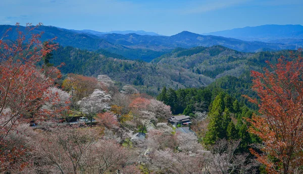 Japonya, Nara 'daki Yoshino Dağı' nın zirvesinden gelen görkemli kiraz çiçeklerinin panoramik manzarası.