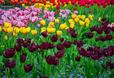 Toyama, Japonya 'daki Tonami Lale Parkı' nda renkli laleler çiçek açmış..