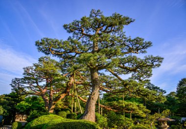Japonya 'nın Kanazawa kentindeki ünlü Kenrokuen Bahçesi' ndeki yemyeşil, asırlık çam ağaçları ile ünlüdür..