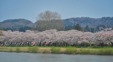 Kitakami Tenshochi Park, Iwate, Japonya 'da kiraz çiçeklerinin açtığı güzel bahar manzarası.