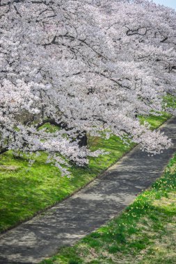 Kitakami Tenshochi Park, Iwate, Japonya 'da kiraz çiçeklerinin açtığı güzel bahar manzarası.