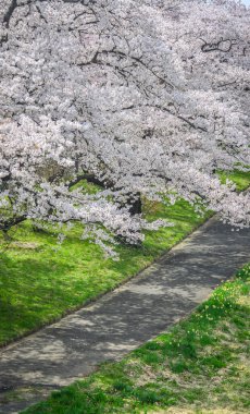 Kitakami Tenshochi Park, Iwate, Japonya 'da kiraz çiçeklerinin açtığı güzel bahar manzarası.