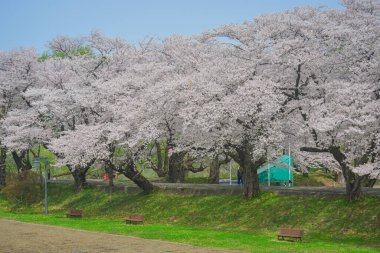 Kitakami Tenshochi Park, Iwate, Japonya 'da kiraz çiçeklerinin açtığı güzel bahar manzarası.