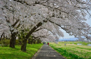 Japonya 'nın Kitakami Tenshochi Parkı' nda çiçek açan sayısız kiraz ağacı canlı pembe sakura ve sakin mevsimsel atmosferiyle çarpıcı bir bahar manzarası yaratıyor..