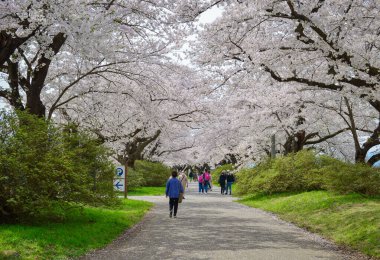 Kitakami, Japonya - 11 Nisan 2023. Japonya 'nın Kitakami Tenshochi Parkı' nda kiraz çiçeklerinin tadını çıkaran insanlar, canlı bir bahar atmosferinde çiçek açan sakura ağaçlarıyla çevrili..