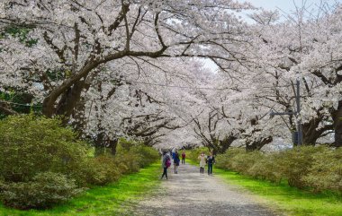 Kitakami, Japonya - 11 Nisan 2023. Japonya 'nın Kitakami Tenshochi Parkı' nda kiraz çiçeklerinin tadını çıkaran insanlar, canlı bir bahar atmosferinde çiçek açan sakura ağaçlarıyla çevrili..