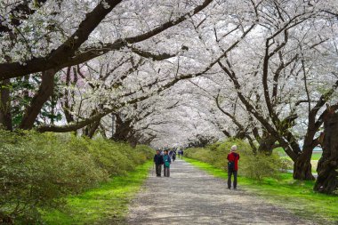 Kitakami, Japonya - 11 Nisan 2023. Japonya 'nın Kitakami Tenshochi Parkı' nda kiraz çiçeklerinin tadını çıkaran insanlar, canlı bir bahar atmosferinde çiçek açan sakura ağaçlarıyla çevrili..