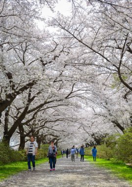 Kitakami, Japonya - 11 Nisan 2023. Japonya 'nın Kitakami Tenshochi Parkı' nda kiraz çiçeklerinin tadını çıkaran insanlar, canlı bir bahar atmosferinde çiçek açan sakura ağaçlarıyla çevrili..