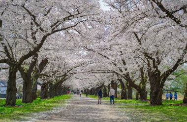 Kitakami, Japonya - 11 Nisan 2023. Japonya 'nın Kitakami Tenshochi Parkı' nda kiraz çiçeklerinin tadını çıkaran insanlar, canlı bir bahar atmosferinde çiçek açan sakura ağaçlarıyla çevrili..