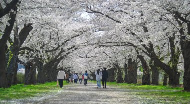 Kitakami, Japonya - 11 Nisan 2023. Japonya 'nın Kitakami Tenshochi Parkı' nda kiraz çiçeklerinin tadını çıkaran insanlar, canlı bir bahar atmosferinde çiçek açan sakura ağaçlarıyla çevrili..
