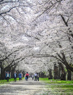 Kitakami, Japonya - 11 Nisan 2023. Japonya 'nın Kitakami Tenshochi Parkı' nda kiraz çiçeklerinin tadını çıkaran insanlar, canlı bir bahar atmosferinde çiçek açan sakura ağaçlarıyla çevrili..