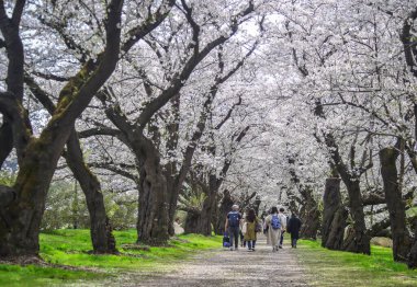 Kitakami, Japonya - 11 Nisan 2023. Japonya 'nın Kitakami Tenshochi Parkı' nda kiraz çiçeklerinin tadını çıkaran insanlar, canlı bir bahar atmosferinde çiçek açan sakura ağaçlarıyla çevrili..