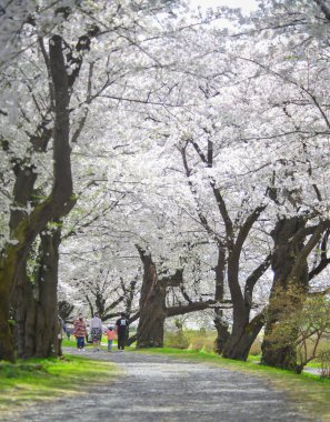 Japonya 'nın Kitakami Tenshochi Parkı' nda çiçek açan sayısız kiraz ağacı canlı pembe sakura ve sakin mevsimsel atmosferiyle çarpıcı bir bahar manzarası yaratıyor..