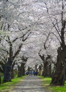 Japonya 'nın Kitakami Tenshochi Parkı' nda çiçek açan sayısız kiraz ağacı canlı pembe sakura ve sakin mevsimsel atmosferiyle çarpıcı bir bahar manzarası yaratıyor..
