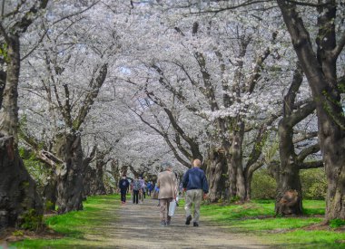 Kitakami, Japonya - 11 Nisan 2023. Japonya 'nın Kitakami Tenshochi Parkı' nda kiraz çiçeklerinin tadını çıkaran insanlar, canlı bir bahar atmosferinde çiçek açan sakura ağaçlarıyla çevrili..