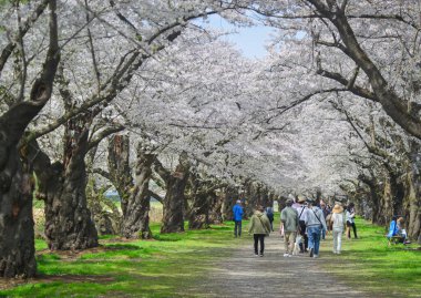Kitakami, Japonya - 11 Nisan 2023. Japonya 'nın Kitakami Tenshochi Parkı' nda kiraz çiçeklerinin tadını çıkaran insanlar, canlı bir bahar atmosferinde çiçek açan sakura ağaçlarıyla çevrili..