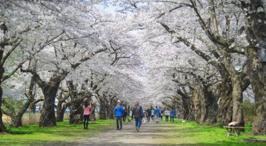 Kitakami, Japonya - 11 Nisan 2023. Japonya 'nın Kitakami Tenshochi Parkı' nda kiraz çiçeklerinin tadını çıkaran insanlar, canlı bir bahar atmosferinde çiçek açan sakura ağaçlarıyla çevrili..