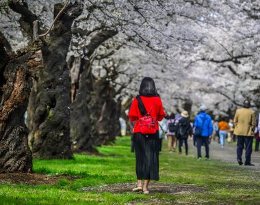 Kitakami Tenshochi Park, Iwate, Japonya 'da çiçek açmış bahar manzarasının tadını çıkaran bir kadın..