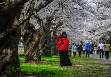 Kitakami Tenshochi Park, Iwate, Japonya 'da çiçek açmış bahar manzarasının tadını çıkaran bir kadın..