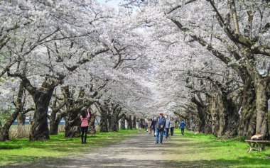 Kitakami, Japonya - 11 Nisan 2023. Japonya 'nın Kitakami Tenshochi Parkı' nda kiraz çiçeklerinin tadını çıkaran insanlar, canlı bir bahar atmosferinde çiçek açan sakura ağaçlarıyla çevrili..