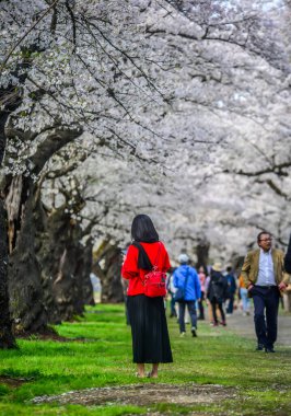 Kitakami, Japonya - 11 Nisan 2023. Japonya 'nın Kitakami Tenshochi Parkı' nda kiraz çiçeklerinin tadını çıkaran insanlar, canlı bir bahar atmosferinde çiçek açan sakura ağaçlarıyla çevrili..