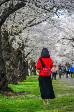 Kitakami Tenshochi Park, Iwate, Japonya 'da çiçek açmış bahar manzarasının tadını çıkaran bir kadın..