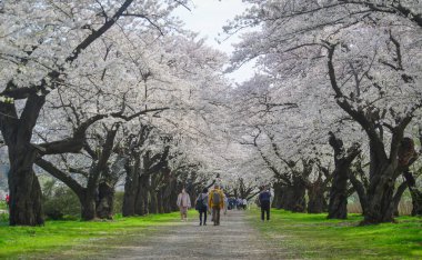 Kitakami, Japonya - 11 Nisan 2023. Japonya 'nın Kitakami Tenshochi Parkı' nda kiraz çiçeklerinin tadını çıkaran insanlar, canlı bir bahar atmosferinde çiçek açan sakura ağaçlarıyla çevrili..