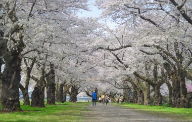 Kitakami, Japonya - 11 Nisan 2023. Japonya 'nın Kitakami Tenshochi Parkı' nda kiraz çiçeklerinin tadını çıkaran insanlar, canlı bir bahar atmosferinde çiçek açan sakura ağaçlarıyla çevrili..
