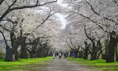 Kitakami, Japonya - 11 Nisan 2023. Japonya 'nın Kitakami Tenshochi Parkı' nda kiraz çiçeklerinin tadını çıkaran insanlar, canlı bir bahar atmosferinde çiçek açan sakura ağaçlarıyla çevrili..