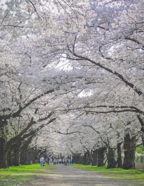 Kitakami, Japonya - 11 Nisan 2023. Japonya 'nın Kitakami Tenshochi Parkı' nda kiraz çiçeklerinin tadını çıkaran insanlar, canlı bir bahar atmosferinde çiçek açan sakura ağaçlarıyla çevrili..
