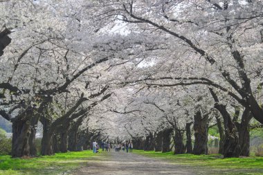 Kitakami, Japonya - 11 Nisan 2023. Japonya 'nın Kitakami Tenshochi Parkı' nda kiraz çiçeklerinin tadını çıkaran insanlar, canlı bir bahar atmosferinde çiçek açan sakura ağaçlarıyla çevrili..