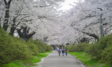 Kitakami, Japonya - 11 Nisan 2023. Japonya 'nın Kitakami Tenshochi Parkı' nda kiraz çiçeklerinin tadını çıkaran insanlar, canlı bir bahar atmosferinde çiçek açan sakura ağaçlarıyla çevrili..