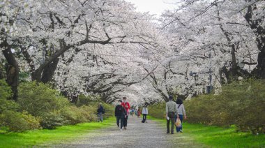 Kitakami, Japonya - 11 Nisan 2023. Japonya 'nın Kitakami Tenshochi Parkı' nda kiraz çiçeklerinin tadını çıkaran insanlar, canlı bir bahar atmosferinde çiçek açan sakura ağaçlarıyla çevrili..