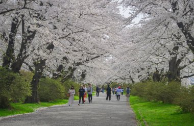 Kitakami, Japonya - 11 Nisan 2023. Japonya 'nın Kitakami Tenshochi Parkı' nda kiraz çiçeklerinin tadını çıkaran insanlar, canlı bir bahar atmosferinde çiçek açan sakura ağaçlarıyla çevrili..