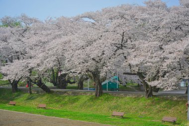 Kitakami Tenshochi Park, Iwate, Japonya 'da kiraz çiçeklerinin açtığı güzel bahar manzarası.