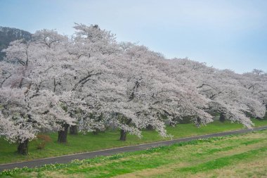Kitakami Tenshochi Park, Iwate, Japonya 'da kiraz çiçeklerinin açtığı güzel bahar manzarası.