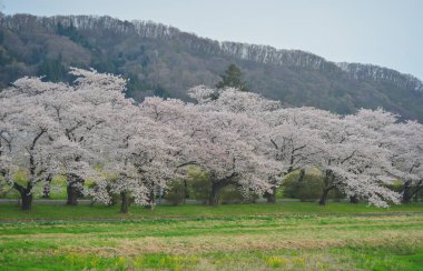 Kitakami Tenshochi Park, Iwate, Japonya 'da kiraz çiçeklerinin açtığı güzel bahar manzarası.