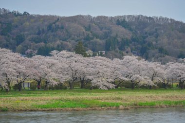 Kitakami Tenshochi Park, Iwate, Japonya 'da kiraz çiçeklerinin açtığı güzel bahar manzarası.