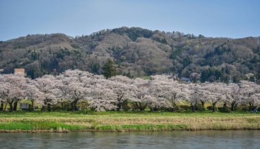 Kitakami Tenshochi Park, Iwate, Japonya 'da kiraz çiçeklerinin açtığı güzel bahar manzarası.