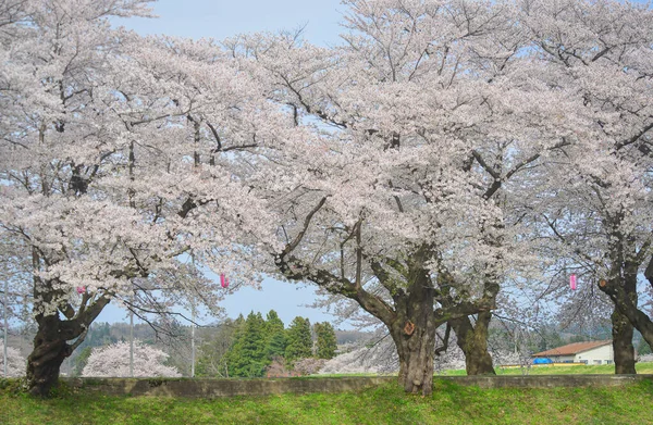 Kitakami Tenshochi Park, Iwate, Japonya 'da kiraz çiçeklerinin açtığı güzel bahar manzarası.