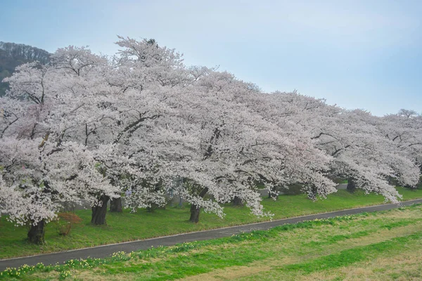 Kitakami Tenshochi Park, Iwate, Japonya 'da kiraz çiçeklerinin açtığı güzel bahar manzarası.